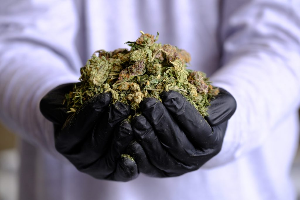 cannabis waste